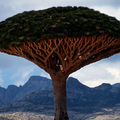 龍血樹僅發現于索科特拉島的高原上。人們將這種神奇的樹木稱為龍血樹，因為它能產生深紅色的液體，被認為是龍的血液，而且這種液體具備藥用價值。