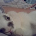 這是我最愛的小白兔，而且是世界上無敵可愛無人能比的銅鑼燒，雖然她已經離開我們了，但她永遠都是我心目中的小天使!