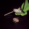 silver bellied cicada
