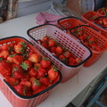 大湖草莓季 - 3