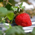 大湖草莓季 - 2