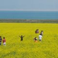 青海湖畔油菜花田