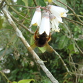 20100417登二尖山 - 採蜜的野蜂