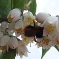 20100417登二尖山 - 採蜜的野蜂