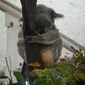 龍柏動物園-沉睡中的無尾熊