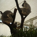 龍柏動物園-沉睡中的無尾熊