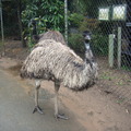 國徽上的鴯鶓鳥 Emu