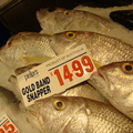 雪梨魚市場 -鮮魚攤
