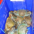 雪梨魚市場 -蟹類