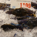 雪梨魚市場 -蟹類