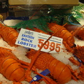 雪梨魚市場-龍蝦攤