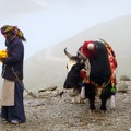 羊卓雍措湖牦牛