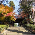鐮倉-圓覺寺