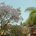 DD04/13'10, 春天裡的紫色的樹