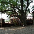 火車和老樹