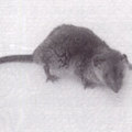 「家鼠」，屬於脊惟動物門、哺乳動物綱、囓齒目、家鼠科，約有三千餘種。台灣產的家鼠共有十三種。