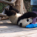 熊猫滚滚 - 1