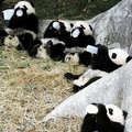 熊猫滚滚 - 5