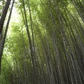 古人把竹子當作「氣節」的象徵。遙想許多年前，定有無數先賢在此佇立凝望，伴著竹林間蕭蕭的風聲，參悟到了自然與生命的真諦。