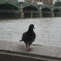 London Eye附近的鴿子