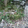 木柵貓空步道掉落的油桐花