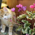 cat eating flower