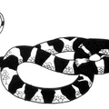 加州王蛇
