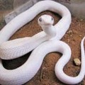 日本鼠蛇（白子）