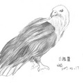 美國國鳥-白頭鷹