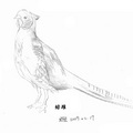 日本國鳥-綠雉