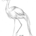 南非國鳥－藍鶴