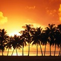 棕櫚海岸落日