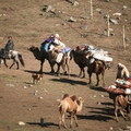 新疆 2011 - 5