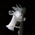 水晶蘭(鹿蹄草科的植物)
