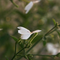 生活風景-小小花園 - 4