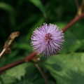 生活風景-小小花園 - 5