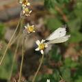 生活風景-小小花園 - 4