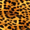 背景 : 豹紋