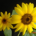 sunflower1