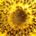 sunflowermacro