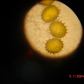 pollen1