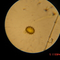 pollen3