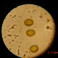 pollen4