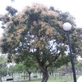 大安森林公園的芒果樹1