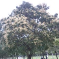 大安森林公園的芒果樹2