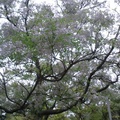 大安森林公園的小紫花苦楝1