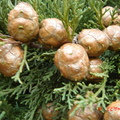 decorations on the christmas tree