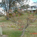 Toowoomba一個庭園前路邊的一棵小樹，迎著風，自在悠閒地伸展肢節自開自的花，頗有空谷幽蘭的意境。