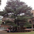 公館台大 - 農經學院與松樹