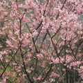 2010年萬里櫻花祭,趁昨日太陽露臉,今日沒下雨,應該有櫻花可看吧.
結果大部分都還沒開.只好找一些應應卯囉.